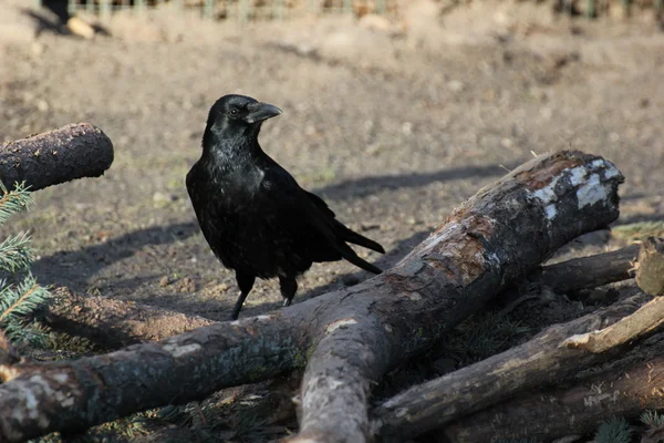 Corbeau charogne noir — Photo