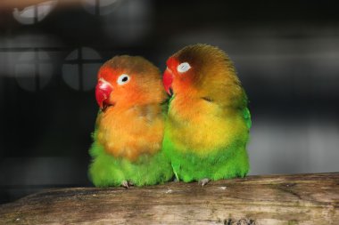 Two Lovebirds Close Together clipart