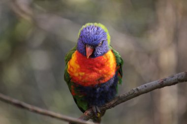 Gökkuşağı Lori bir dal üzerinde