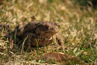 Çimenlerin üzerinde ortak kurbağa