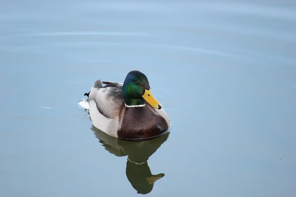 Plavání kachny plavání — Stock fotografie