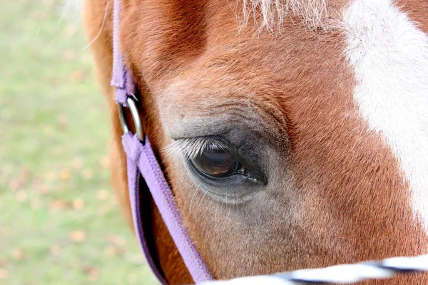 Close-up van een paardenoog — Stockfoto