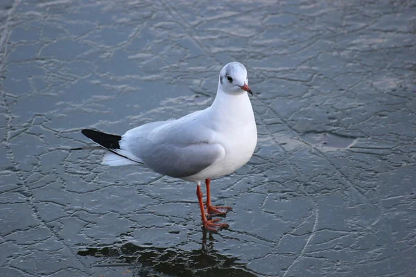 Möwen auf Eis — Stockfoto