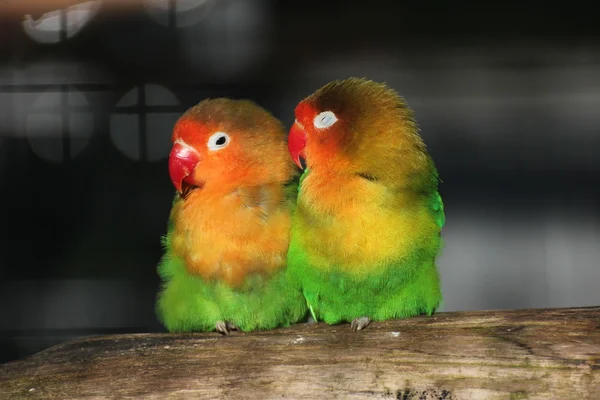 Two Lovebirds Close Together — Stock Photo, Image