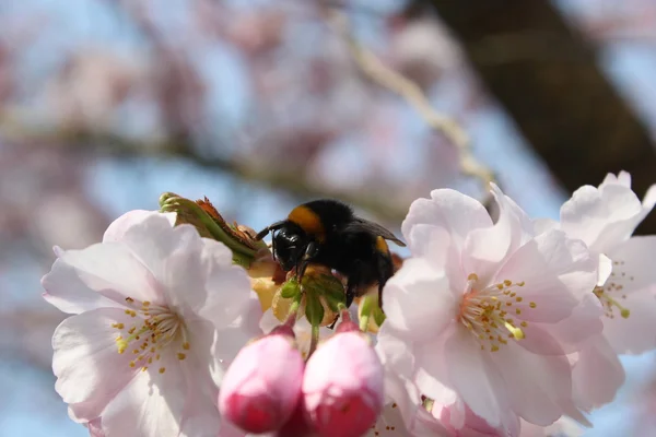 Bumblebee Sitting on a Pink Bloom of a Tree
