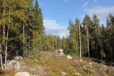 Kayalık orman temizleme