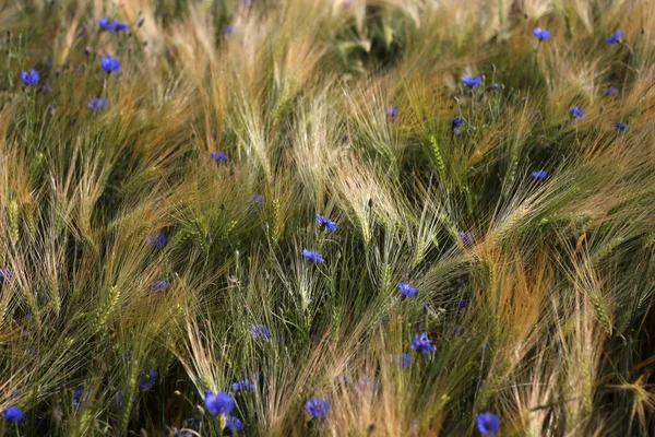 Kornblumen im Getreidefeld — Stockfoto