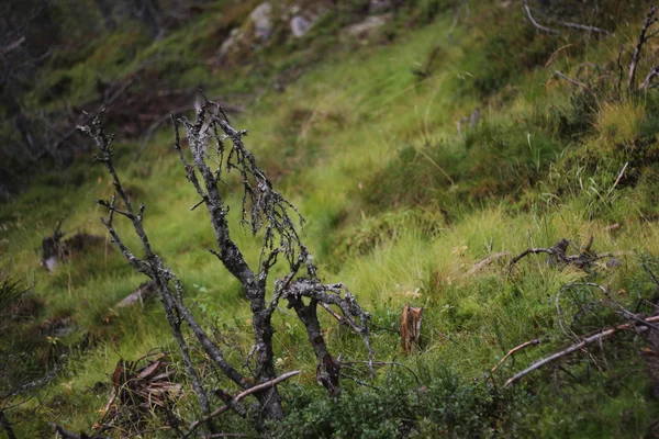 Plantas muertas en pantano — Foto de Stock