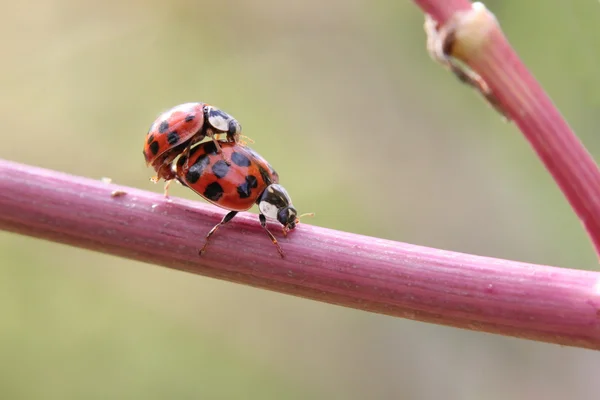 İki harlequin Ladybugs — Stok fotoğraf
