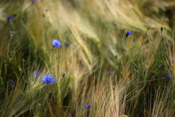 Cornflowers In Grain Field — Stock Photo, Image