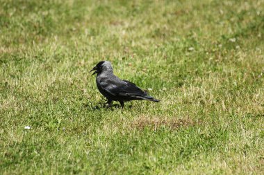 Western Jackdaw çimenlerin üzerinde