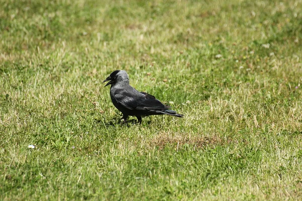 Western Jackdaw on grass — Stock Photo, Image