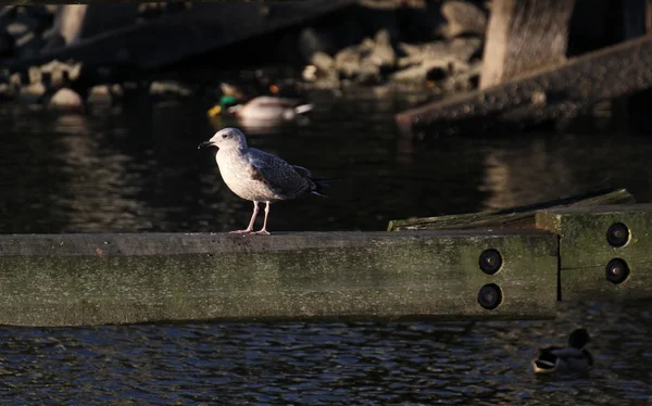 Herring Gull On Wooden Beam — Stock Photo, Image