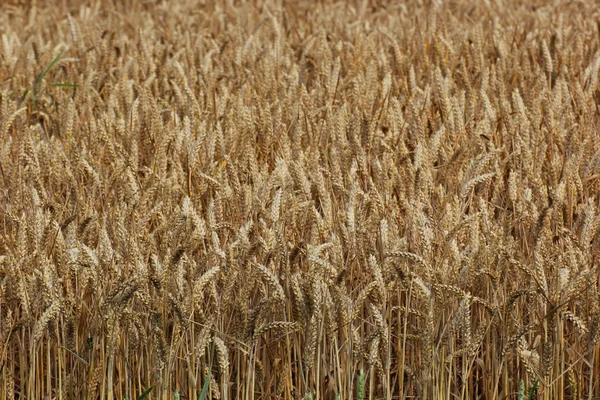 Wheat Field Backgound — Stock Photo, Image
