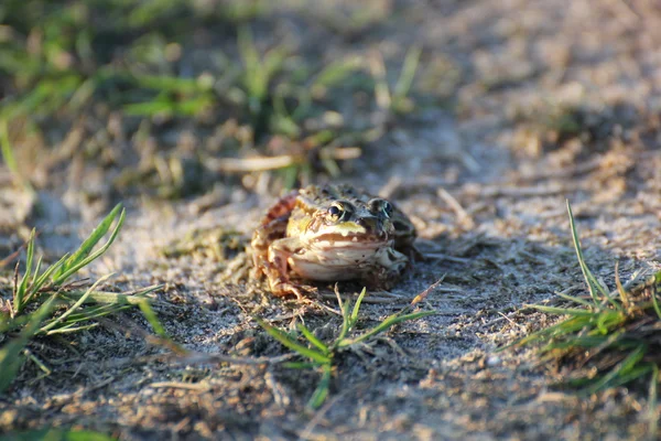 Zelená žába na zem — Stock fotografie