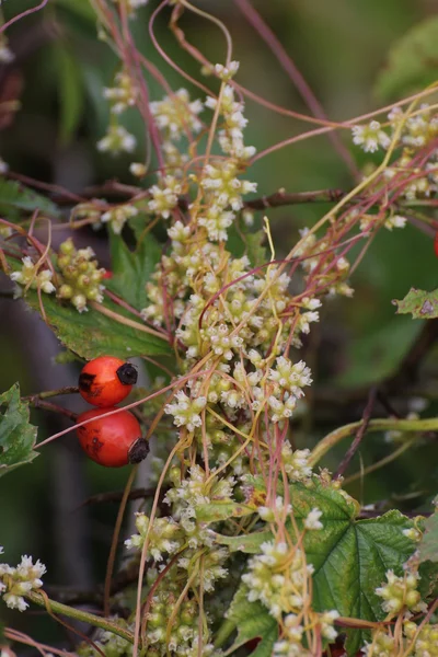 Trifoglio Dodder Blossoms — Foto Stock