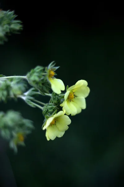 Close up de Cinquefoil Flores — Fotografia de Stock