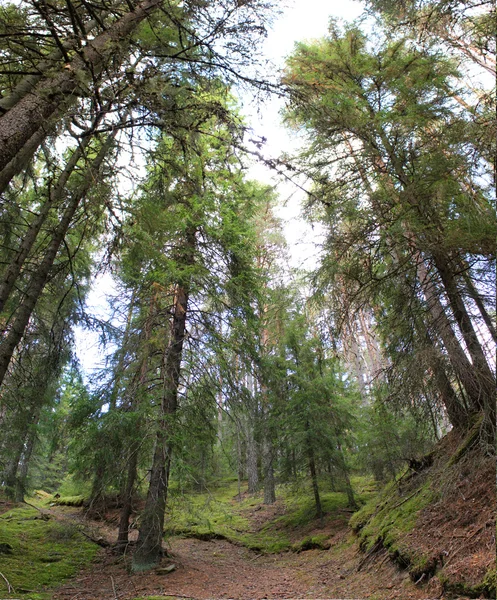 Veliké stromy v Anavyssos, Řecko — Stock fotografie