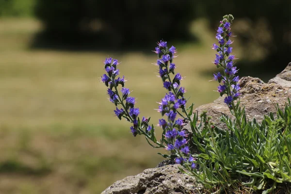 L'asclépiade sur les rochers — Photo