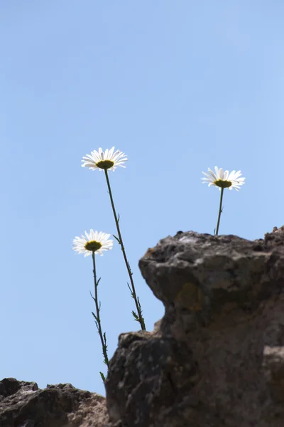 三雏菊在天空中生长 — 图库照片