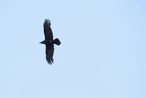 Silhueta de voo Raven — Fotografia de Stock