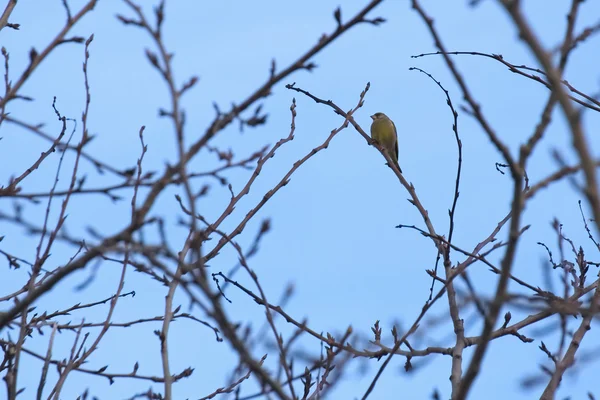 Greenfinch na árvore nua — Fotografia de Stock