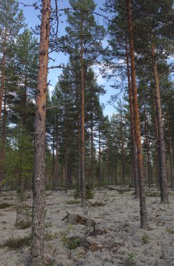Dalarna içinde bir çam ormanı içinde yukarı doğru görünümü
