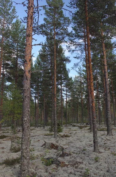 Dalarna içinde bir çam ormanı içinde yukarı doğru görünümü