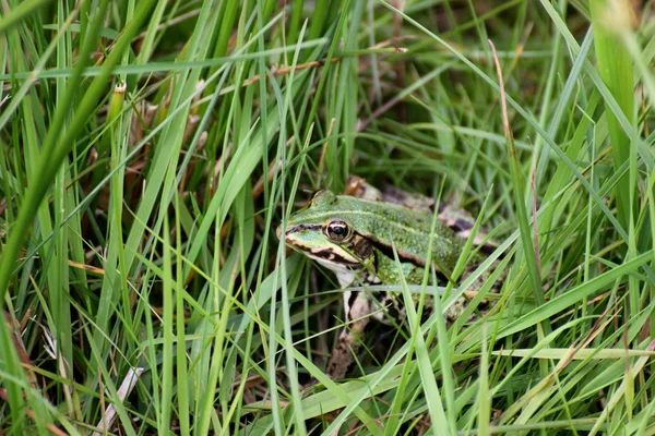 Vodní žába sedící v trávě — Stock fotografie