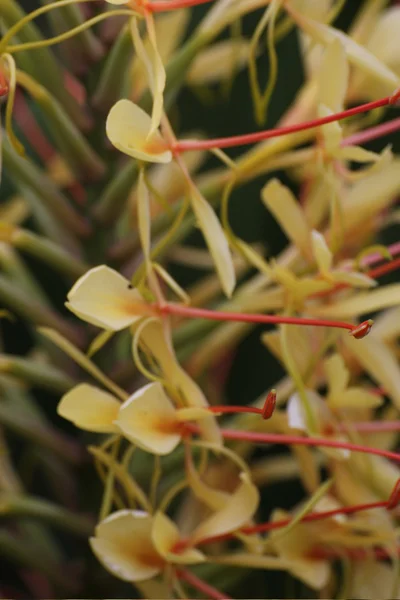 Inflorescência de uma flor de grinalda — Fotografia de Stock