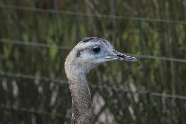 Greater Rhea Portrait — Stock Photo, Image