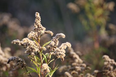 Dev Altın başak önümüzdeki meyve ile