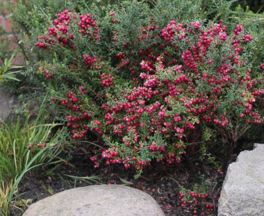 Pembe çilek süs çalı Gaultheria Mucronata