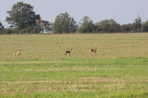 Famille des chevreuils européens — Photo