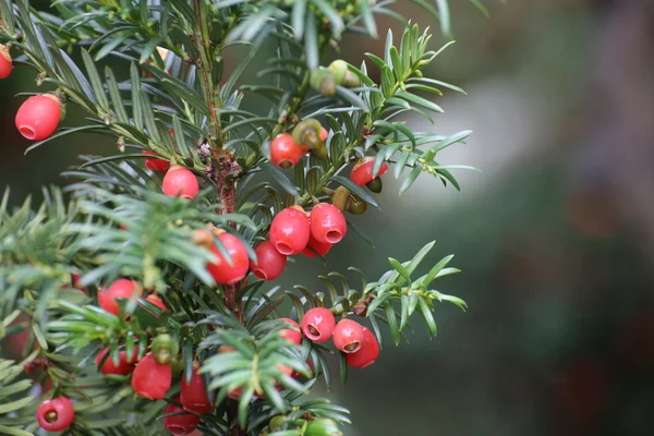 Edible red fruits of the european yew — Stock Photo, Image