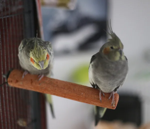 棒の上に座ってオカメインコ カップル — ストック写真