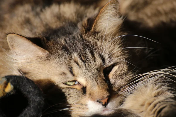 Uyanma Norveçli orman kedi — Stok fotoğraf