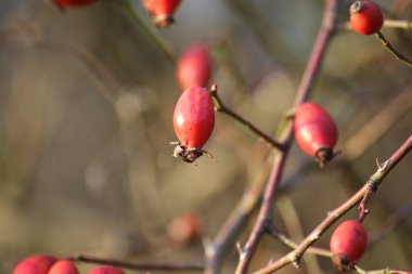 Köpekler Rose HIPS