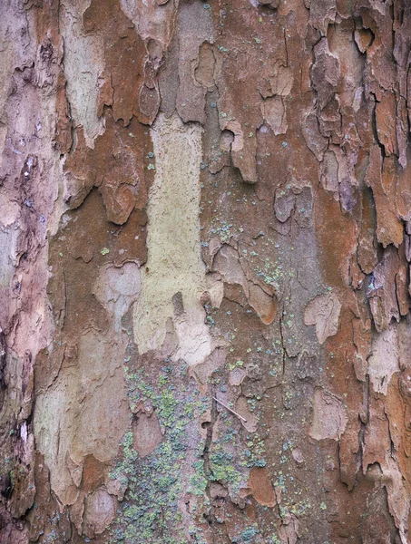 Bark avião de Londres — Fotografia de Stock