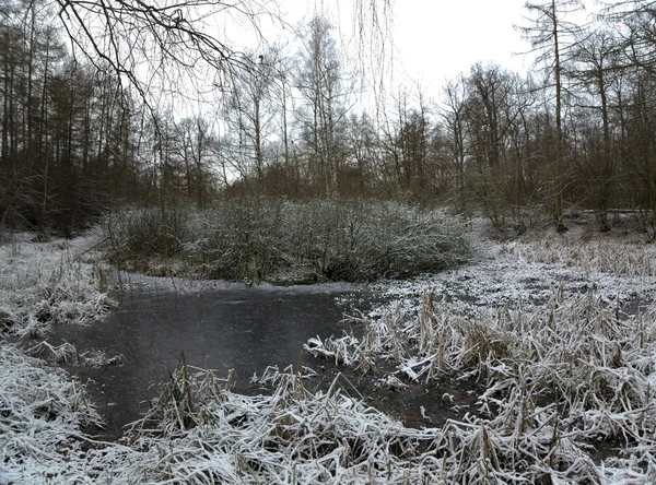 Zugefrorener see am huy in sachsen-anhalt — Stockfoto