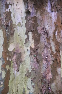 Londra uçak kabuğu