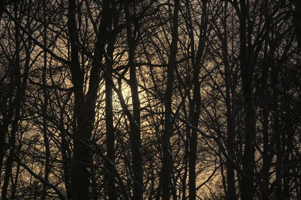 A nap a téli erdő — Stock Fotó