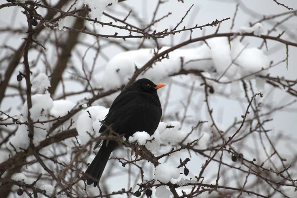 Kara kışın kuş — Stok fotoğraf