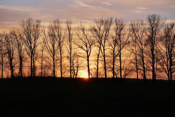 Puesta de sol detrás de una fila de árboles —  Fotos de Stock