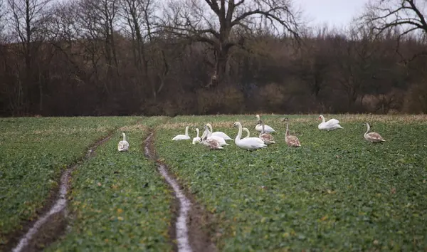 Cisnes mudos en el campo —  Fotos de Stock