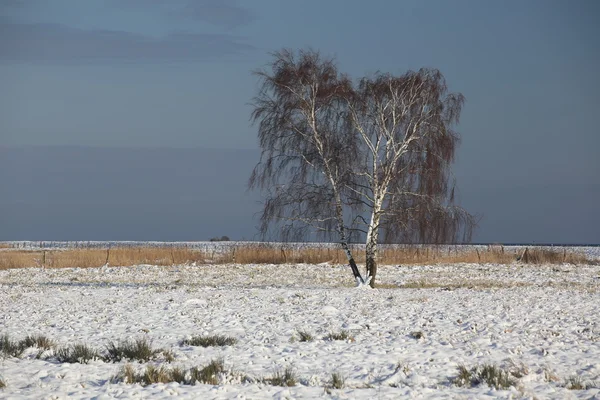 Birke in der Winterlandschaft — Stockfoto