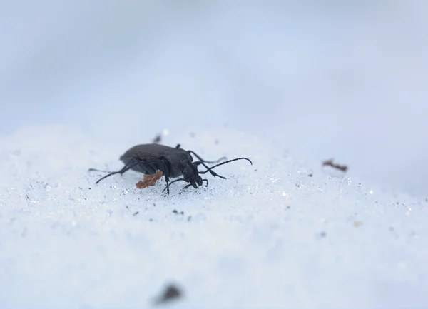 Carabus escarabajo en la nieve — Foto de Stock