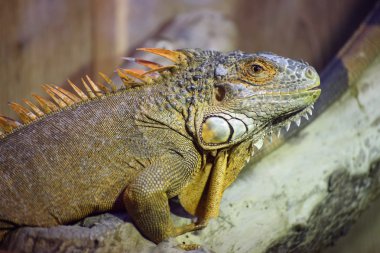 ahşap üzerine yeşil iguana