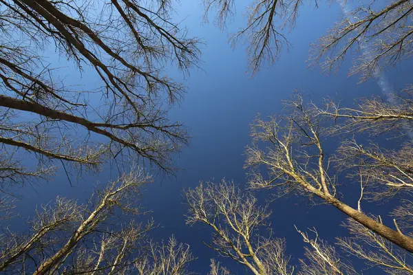 Alberi nudi sotto il cielo blu scuro — Foto Stock