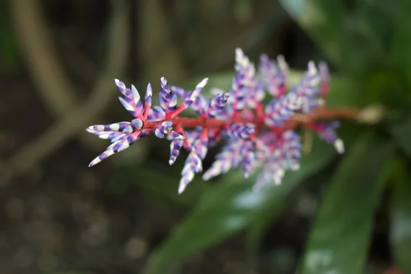 Violet-white bromelia with selective focus effect — Stock Photo, Image